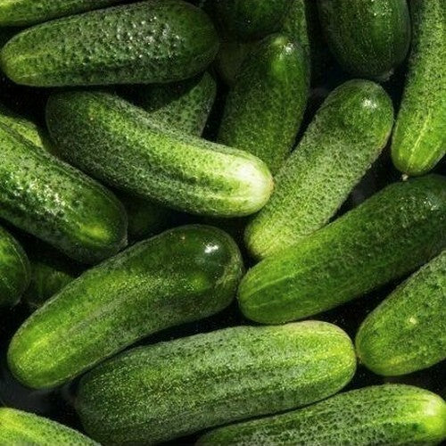 Gherkins 'Hokus'
