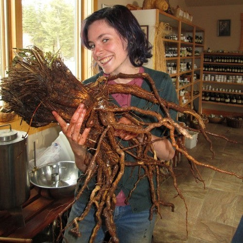Balsemwortel