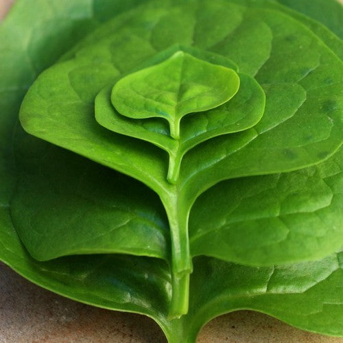 Basella 'Green'
