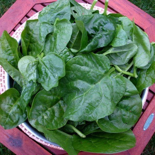 Basella 'Green'