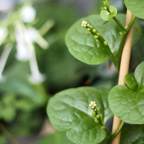 Basella 'Green'