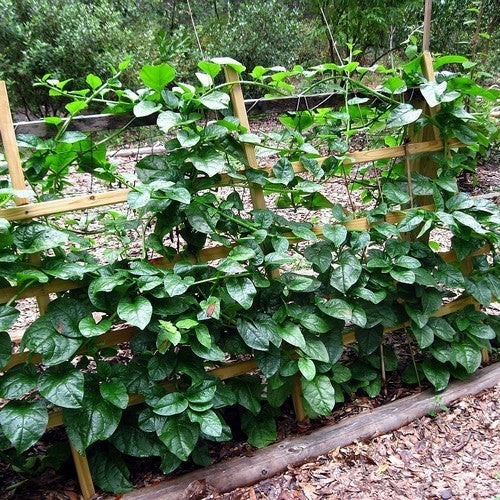 Basella 'Green'