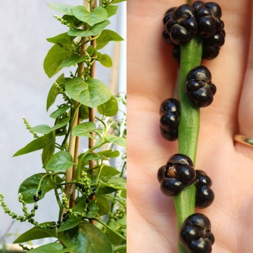 Basella 'Green'