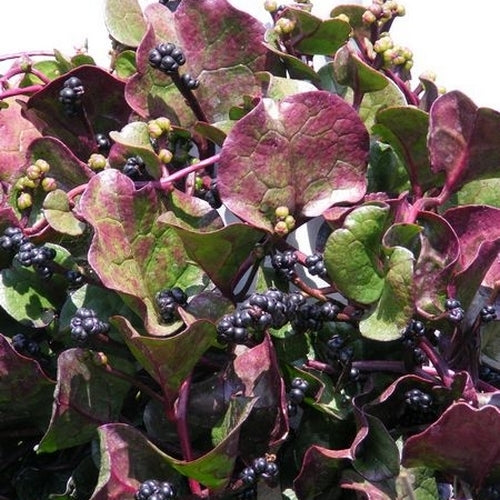 Basella 'Nigra'