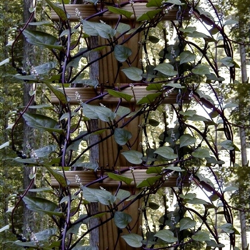 Basella 'Nigra'