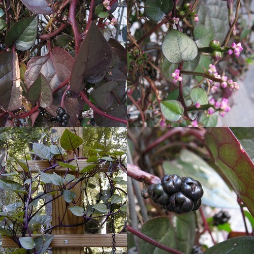 Basella 'Rubra'