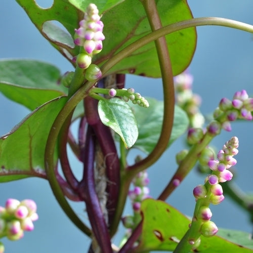 Basella 'Rubra'