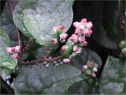 Basella 'Rubra'