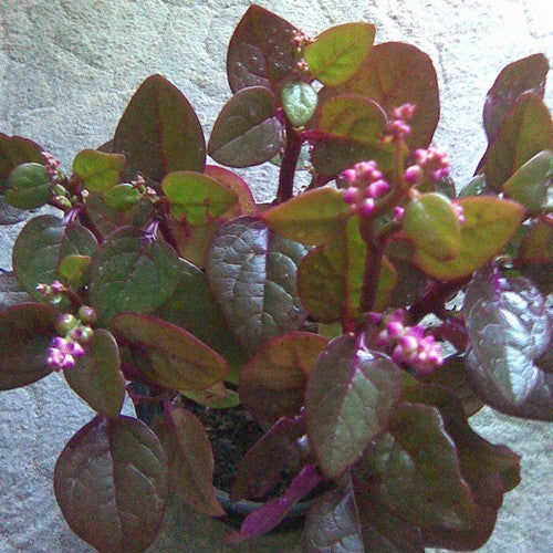 Basella 'Rubra'