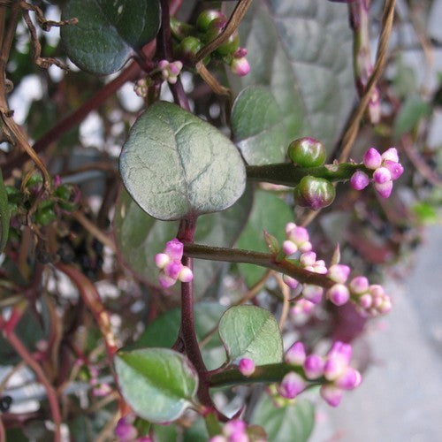 Basella 'Rubra'