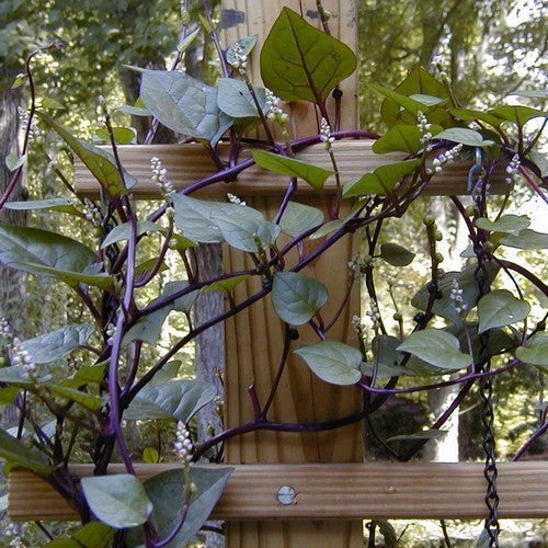 Basella 'Rubra'