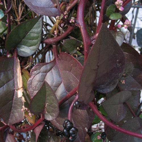 Basella 'Rubra'