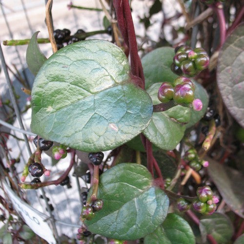 Basella 'Rubra'