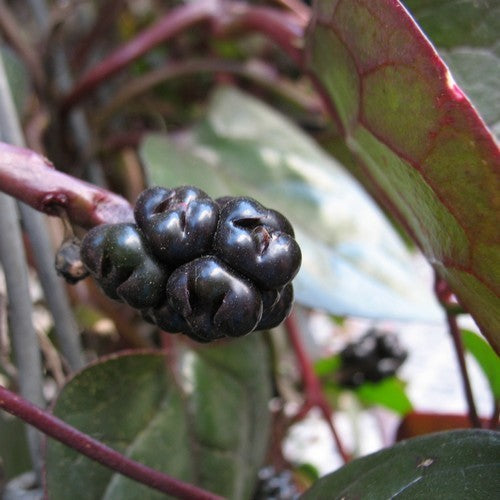 Basella 'Rubra'