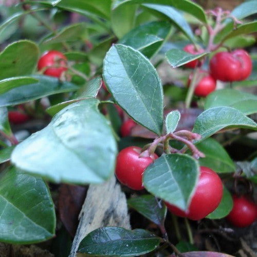 Wintergreen