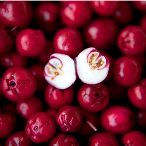 Wintergreen