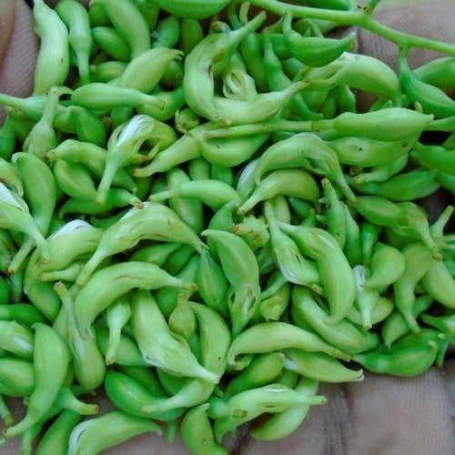 Bidi Peas 'Adda Leaf'