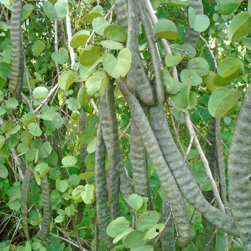 Bidi Peas 'Adda Leaf'