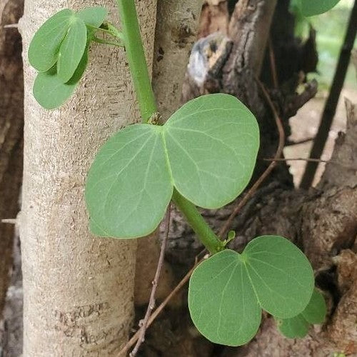 Bidi Peas 'Adda Leaf'