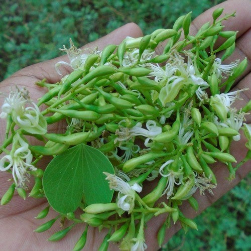 Bidi Peas 'Adda Leaf'
