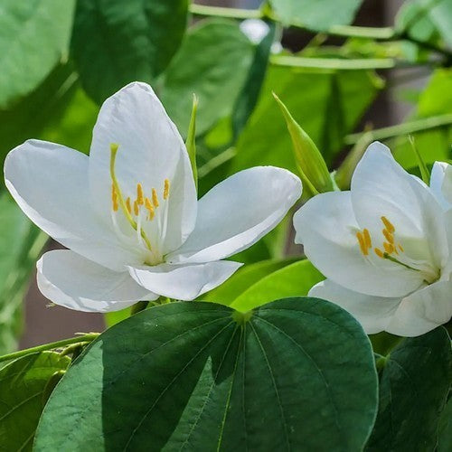 Bidi Peas 'Adda Leaf'