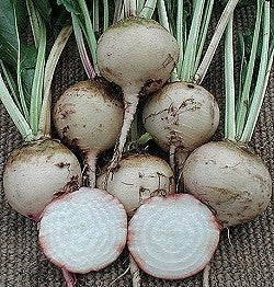 White Turnip 'Albina Vereduna' / 'Albino' (Reselected) / 'Bl'