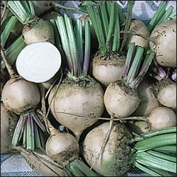 White Turnip 'Albina Vereduna' / 'Albino' (Reselected) / 'Bl'