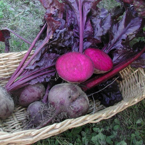 Red-leaved Beet 'Bull's Blood'