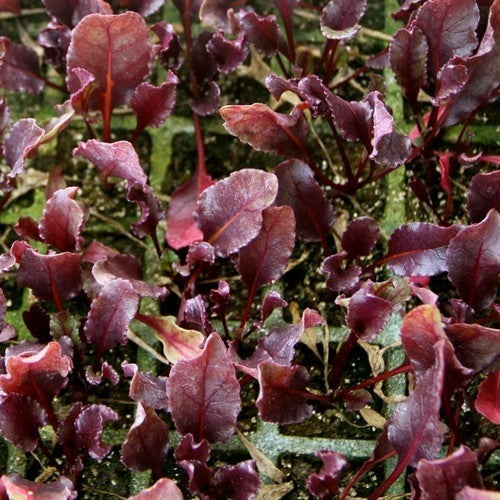 Red-leaved Beet 'Bull's Blood'