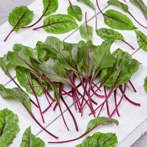Red-leaved Beet 'Bull's Blood'