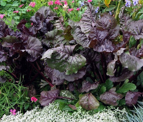 Red-leaved Beet 'Bull's Blood'