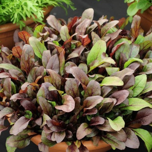 Red-leaved Beet 'Bull's Blood'