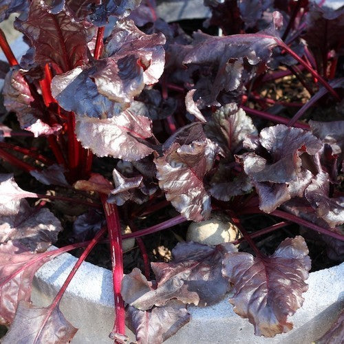 Red-leaved Beet 'Bull's Blood'