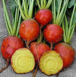 Golden Beets 'Burpee's Golden'