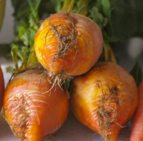 Golden Beets 'Burpee's Golden'