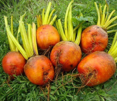 Golden Beets 'Burpee's Golden'