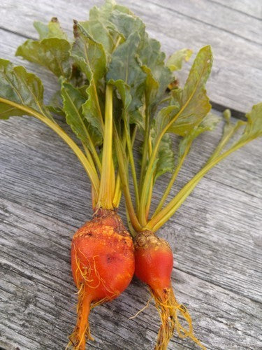 Golden Beets 'Burpee's Golden'