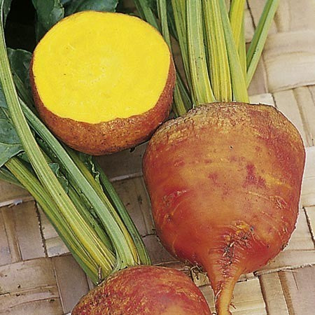 Golden Beets 'Burpee's Golden'