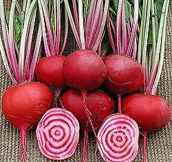 Roodwitte Kroten 'Chioggia' / 'Tonda di Chioggia'