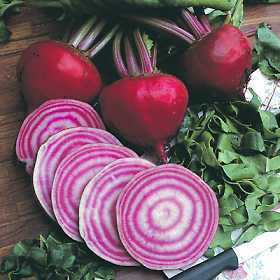 Red-white Beetroot 'Chioggia' / 'Tonda di Chioggia'