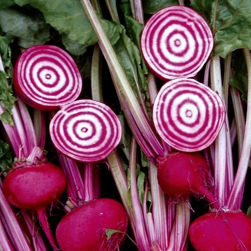 Roodwitte Kroten 'Chioggia Guardsmark' / 'Anello'