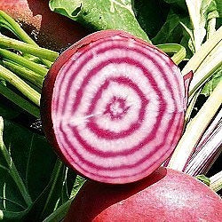 Roodwitte Kroten 'Chioggia Guardsmark' / 'Anello'
