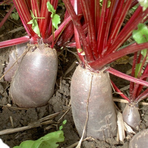 Lange Rode Kroten 'Cylindra'
