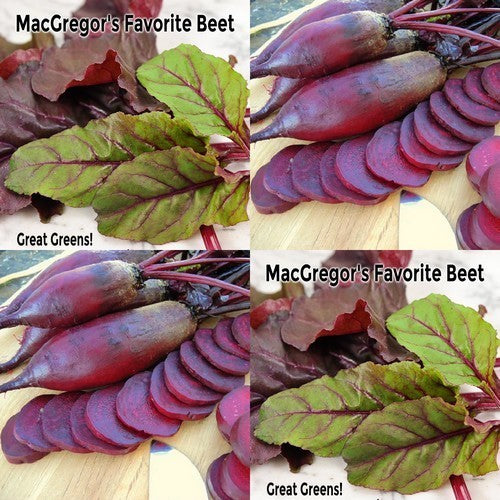 Long Red Beets 'Macgregor's Favourite'