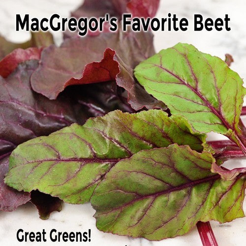 Long Red Beets 'Macgregor's Favourite'