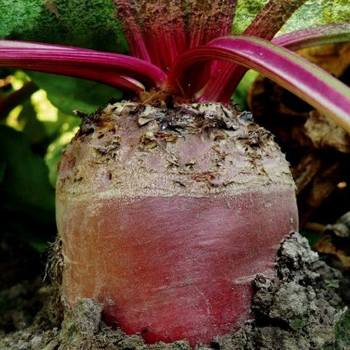 Reuzenbieten 'Mammoth Fat' / 'Rossa Mammouth'