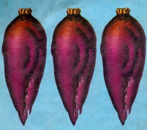 Reuzenbieten 'Mammoth Fat' / 'Rossa Mammouth'