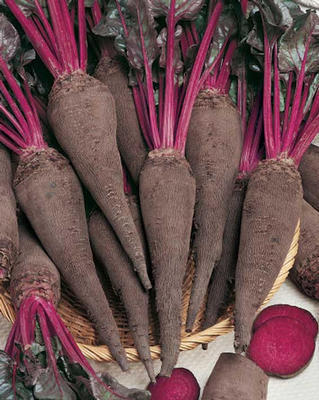 Lange oerkroten '(Red) Crapaudine' / 'Rouge Ecorce Au Cr'