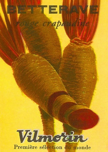 Lange oerkroten '(Red) Crapaudine' / 'Rouge Ecorce Au Cr'