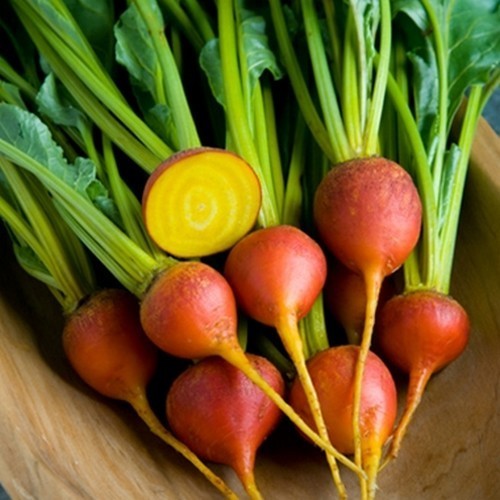 GoudGele Kroten 'Boldor'